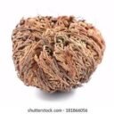 chajarat mariam grossesse avis, Comment Utiliser la Rose de Jéricho, comment utiliser la rose de jericho pour l'accouchement, Des plantes pour tomber enceinte, La plante naturelle luttant contre l'infertilité, la rose de jericho, la rose de jéricho dans la bible, La rose de Jéricho et ses utilisations spirituelles, Les bienfaits de la rose de jericho, les pouvoirs de la rose de jéricho, quand et comment boire la rose de jéricho ?, rose de jéricho accouchement, rose de jericho bienfait, rose de jericho fertilité, rose de jericho mode d'emploi, rose de jéricho ou acheter, rose de jericho pour l'amour