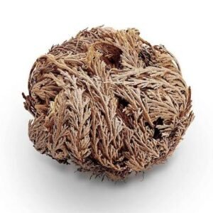 chajarat mariam grossesse avis, Comment Utiliser la Rose de Jéricho, comment utiliser la rose de jericho pour l’accouchement, Des plantes pour tomber enceinte, La plante naturelle luttant contre l’infertilité, la rose de jericho, la rose de jéricho dans la bible, La rose de Jéricho et ses utilisations spirituelles, Les bienfaits de la rose de jericho, les pouvoirs de la rose de jéricho, quand et comment boire la rose de jéricho ?, rose de jéricho accouchement, rose de jericho bienfait, rose de jericho fertilité, rose de jericho mode d’emploi, rose de jéricho ou acheter, rose de jericho pour l’amour chajarat mariam grossesse avis, Comment Utiliser la Rose de Jéricho, comment utiliser la rose de jericho pour l'accouchement, Des plantes pour tomber enceinte, La plante naturelle luttant contre l'infertilité, la rose de jericho, la rose de jéricho dans la bible, La rose de Jéricho et ses utilisations spirituelles, Les bienfaits de la rose de jericho, les pouvoirs de la rose de jéricho, quand et comment boire la rose de jéricho ?, rose de jéricho accouchement, rose de jericho bienfait, rose de jericho fertilité, rose de jericho mode d'emploi, rose de jéricho ou acheter, rose de jericho pour l'amour