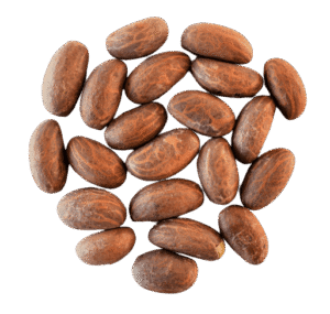 Noix de Petit Cola Noix de Petit Cola