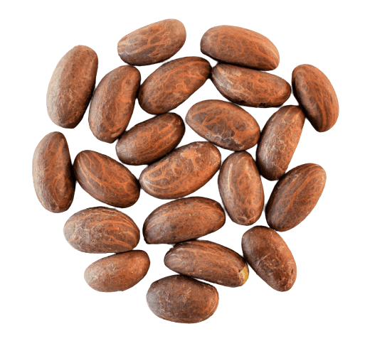 Noix de Petit Cola Noix de Petit Cola